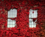 fall-foliage-red-ivy-on-brick-wall-surrounding-two-windows_P1100123
