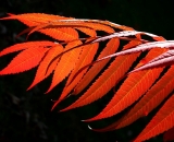 fall-foliage-red-sumac-leaves-against-dark-background_P1100114