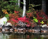 fall-foliage-shrubs-and-birch-reflected-in-lake_ 112