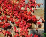 Autumn ivy growing on Bates Chapel wall
