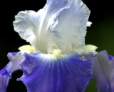 Purple and white iris close-up