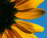 backlit-sunflower_