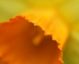 Daffodil close-up 03