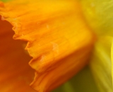 Daffodil close-up 02