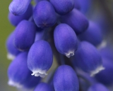 Close-up of Grape Hyacinth