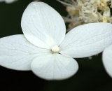 Hydrangea flower closeup