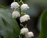 Lily of the Valley - 03