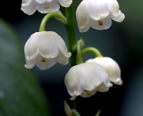 Lily of the Valley - 02