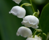 Lily of the Valley - 01
