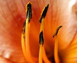 orange-daylily-close-up_PICT0730