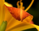 Orange Daylily closeup