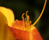 Orange daylily stamens