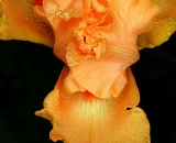 orange-iris_Dscn1426