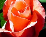 orange-rose_Dscn2166