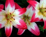 pink-and-white-asiatic-lily-lolipop_DSCN6349