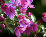 Pink crabapple blossoms