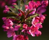 Pink crabapple blossoms
