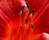 pink-daylily-close-up_PICT0734