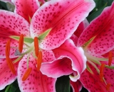 pink-oriental-lilies_DSCN6833