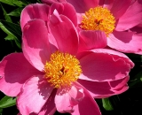 pink-peonies_PICT0155