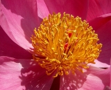 pink-peony-close-up_PICT0156