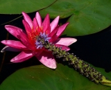 pink-water-lily-with-pickerel-weed_P1070069