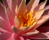pink-water-lily_P1070080