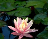 pink-water-lily_P1070697