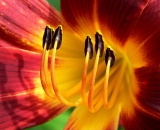 red-and-yellow-day-lily-close-up_P1060690