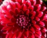 red-dahlia_P1070107