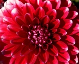 red-dahlia_P1070107