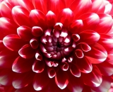 red-dahlia_P1070118