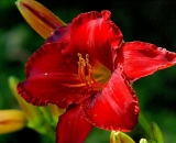 red-daylily_DSC09883