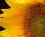 sun-flower-close-up_P1070778