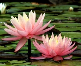 two-pink-water-lilies_PICT0812