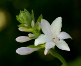 white-hosta-flower_DSC09888