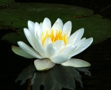 white-water-lily-with-reflection_PICT0654