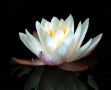 white-water-lily-with-reflection_PICT0794