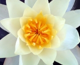 white-water-lily_FLO 066