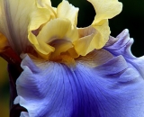 yellow-and-blue-iris_PICT0065