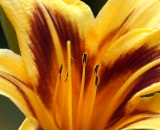 Day Lily Close-up