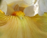 yellow-and-white-bearded-iris-close-up_DSC08133