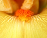 yellow-bearded-iris-close-up_DSC08119