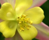 yellow-columbine-close-up_DSC07345