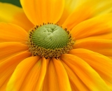 yellow-coneflower-close-up_DSC04179