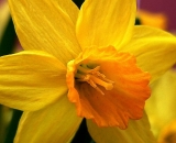 yellow-daffodil_P1050256