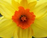 yellow-daffodil_P1050358