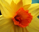yellow-daffodil_P1050360