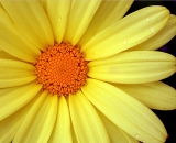 yellow-daisy_DSCN6391
