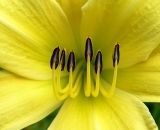 yellow-daylily-close-up_P1060681